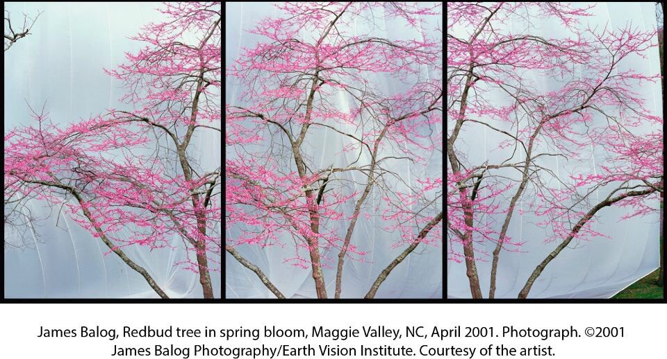 ISCEventPlanner's tweet photo. Have you seen the #HonoringTrees virtual event yet? Be sure to check it out with this link! https://t.co/2oYAP7YKs3 https://t.co/BfYagnaFM4