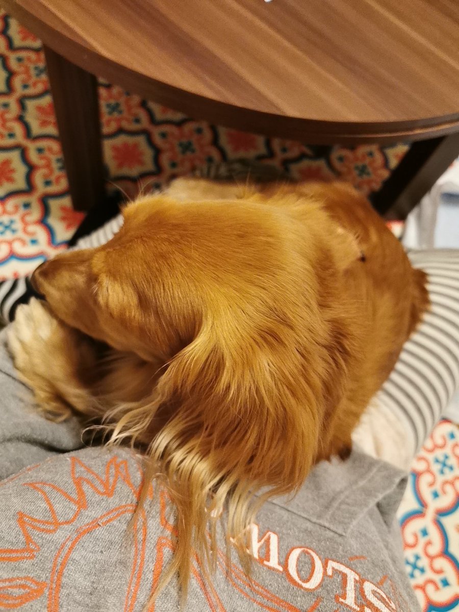 Avainsana 犬の認知症 Twitterissa