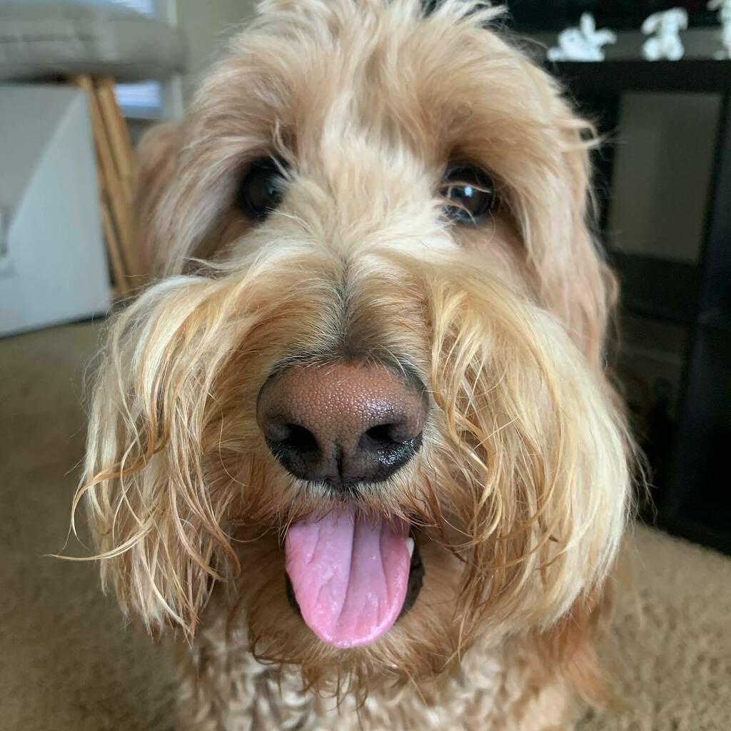 DanaGeurts's tweet photo. Good morning, world! Let’s make today a great one!!!
.
.
...
.
.
#idesofapril #tongueout #happyboy #goldendoodle #dogsofmilwaukee #morningwalktime #letsgo #getoutside #mamasboy #optoutside #feelslikewinter #spreadhappiness #love https://t.co/eGJvMeJCt9 https://t.co/aKINZWcvLI