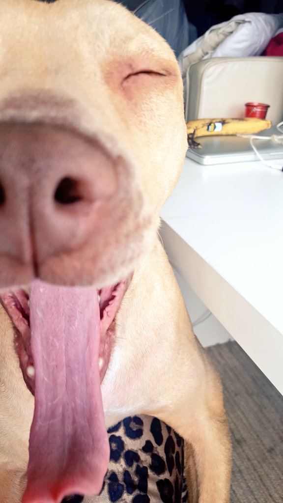 Record for world's biggest yawn?  #dogsoftwitter  #dogsofquarantine  #pets  @dog_rates