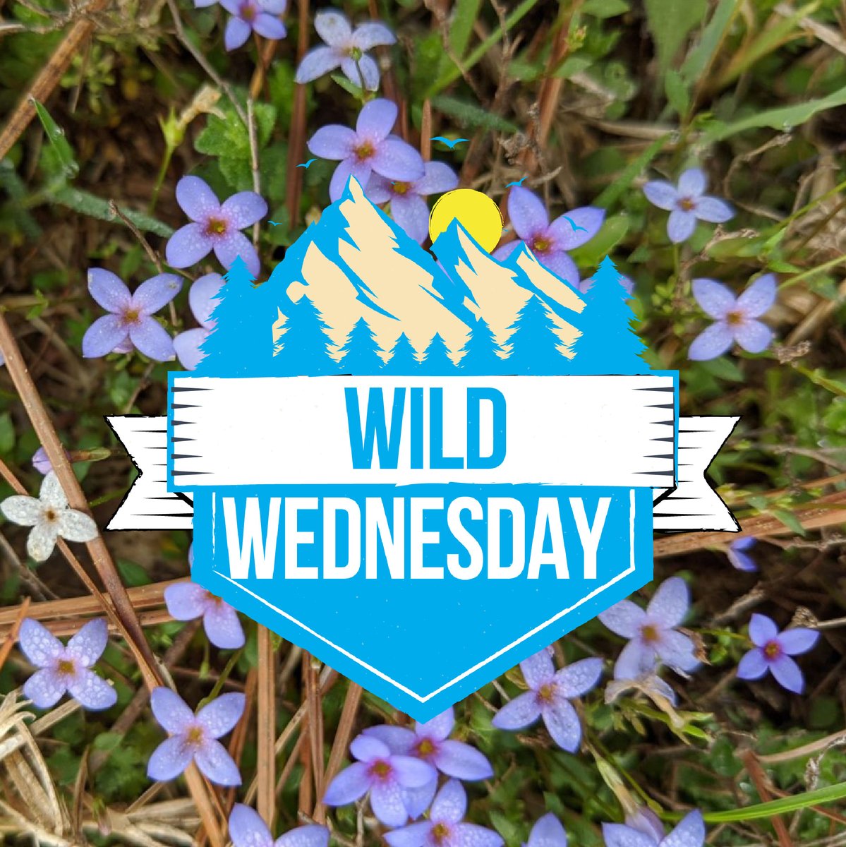 GSURecreation's tweet image. image 1- The  Houstonia caerulea or the "Bluet" 
image 2- The blue tailed skink
image 3- Ring neck snake
** If you tuned in last week the mystery image is Wisteria! Fun fact it takes over 10 years for it to first bloom**
#gsurecreation #gsutouchtheearth #outdoor #wilderness