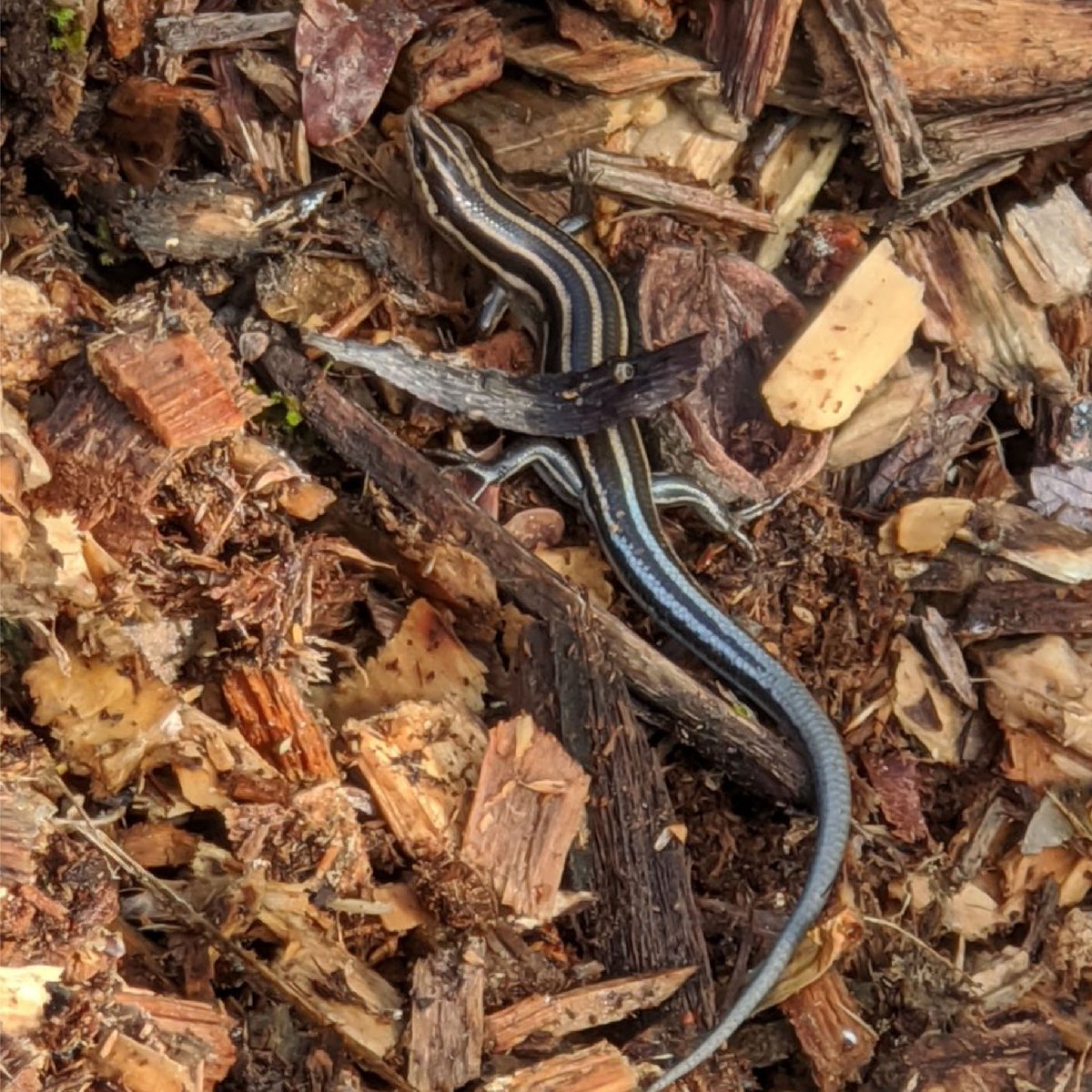 GSURecreation's tweet image. image 1- The  Houstonia caerulea or the "Bluet" 
image 2- The blue tailed skink
image 3- Ring neck snake
** If you tuned in last week the mystery image is Wisteria! Fun fact it takes over 10 years for it to first bloom**
#gsurecreation #gsutouchtheearth #outdoor #wilderness