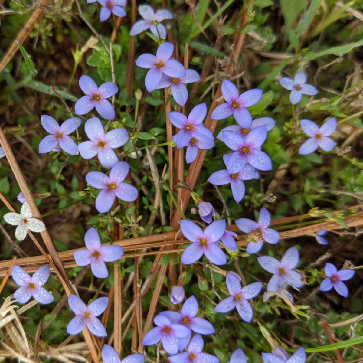 GSURecreation's tweet image. image 1- The  Houstonia caerulea or the "Bluet" 
image 2- The blue tailed skink
image 3- Ring neck snake
** If you tuned in last week the mystery image is Wisteria! Fun fact it takes over 10 years for it to first bloom**
#gsurecreation #gsutouchtheearth #outdoor #wilderness