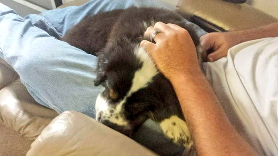 Kayla_OTT1993's tweet photo. To whoever abused and later dumped him as an 8 week old puppy, I just want to thank you for letting me find him. I've had an amazing 5 years with Apache, hes the best dog I've ever had. Smart, loyal, brave and sweet. You have no idea what you gave up when you dumped him. https://t.co/UCidwQrXF9