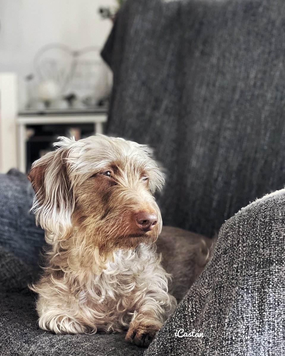 Nachocastan's tweet photo. ♾Postureo By Mia!♾
#mobilephotographer #iCastan #nccfoto #sesionesfotograficas #animalesfantásticos #retratofotografico #teckelofinstagram #covidphotodiaries #perretesfelices #quedateencasa #cuarentenaencasa #covi̇d19 #igersaragon #teckeldog #youmobile #miradasadentro https://t.co/rkyrB8o1Tc