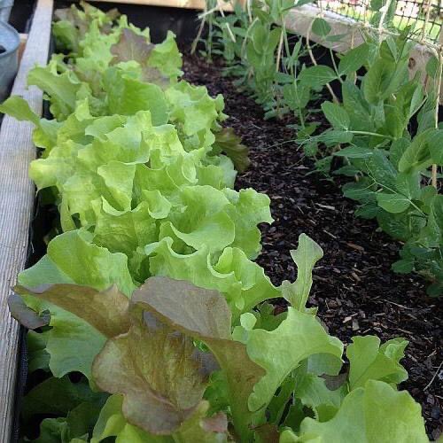 Lettuce and peas can be sown as soon as the soil is workable. Germination times vary depending on soil temperature.

Peas can take as little as 9 days, that is why peas are a great choice for raised beds where soil warms quicker in spring!

#BiosphereAtHome #GardenPlanning