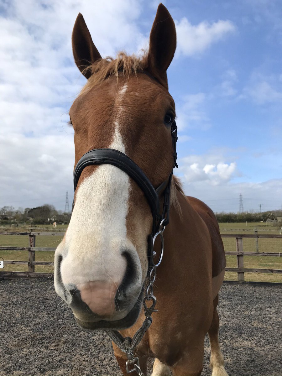 archiesauraus's tweet photo. Don't waste your donations on @NightSkyLantern for the NHS. Send direct to @captaintommoore  he's less likely to set fire to things of injure innocent animals (like me). #justSaying #ArchieSays https://t.co/P0KTO2ha7V