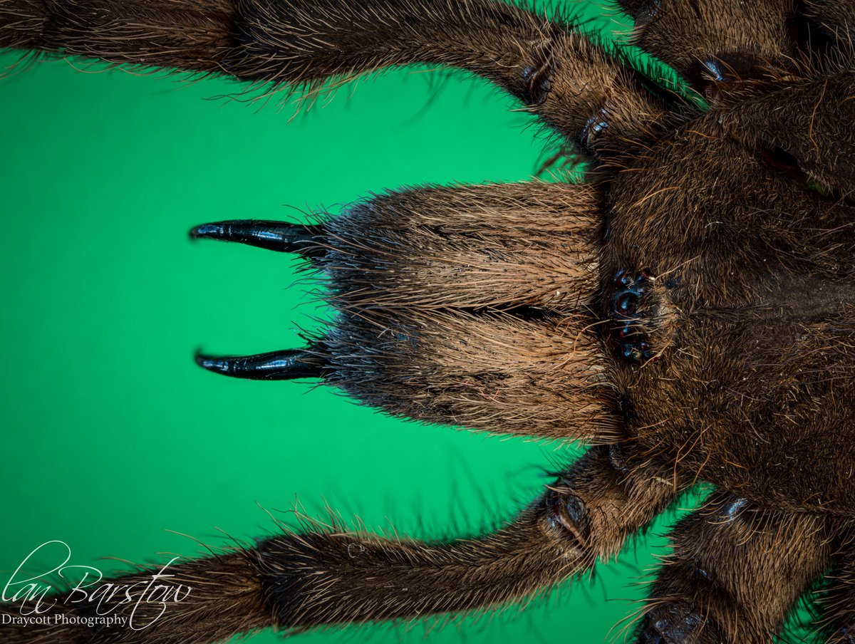 ianhrp's tweet image. Some macro photography today. This spider was made up of 10 high res images using the @olympusuk high res mode on the EM1 mk2.
#spider #macrostracking #creepy #macrophotography @ThePhotoHour