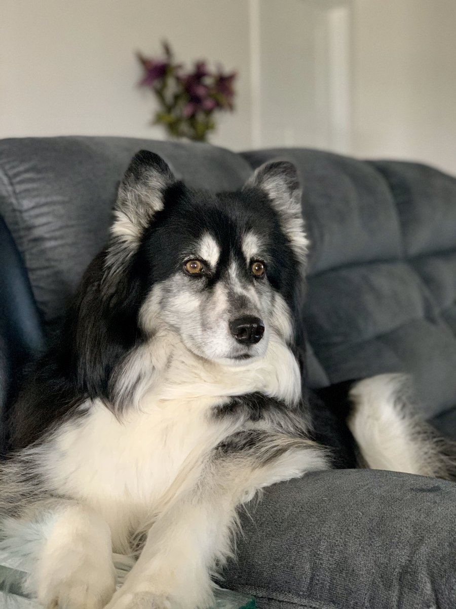AshleyAchhammer's tweet photo. Such a fluffy good girl 💖 #huskiesathome https://t.co/knnRiZJ5Pg