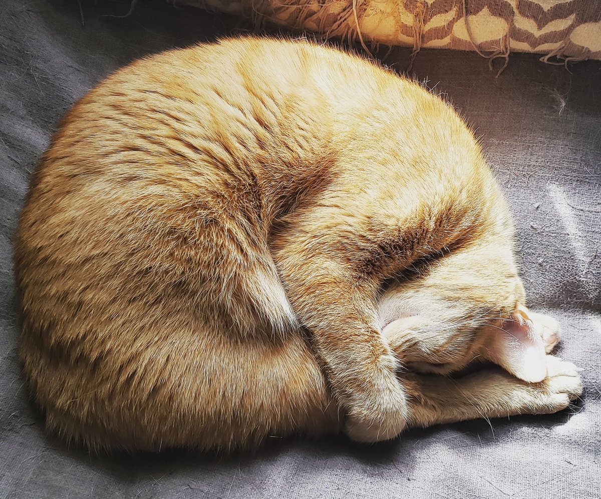 #summer must be coming, Oliver's #practicing his #divingtechnique 😂

#technicaldiving #diving #divingphoto #cat #funnycat #catslife #sleepingcat #catphotography #catpose