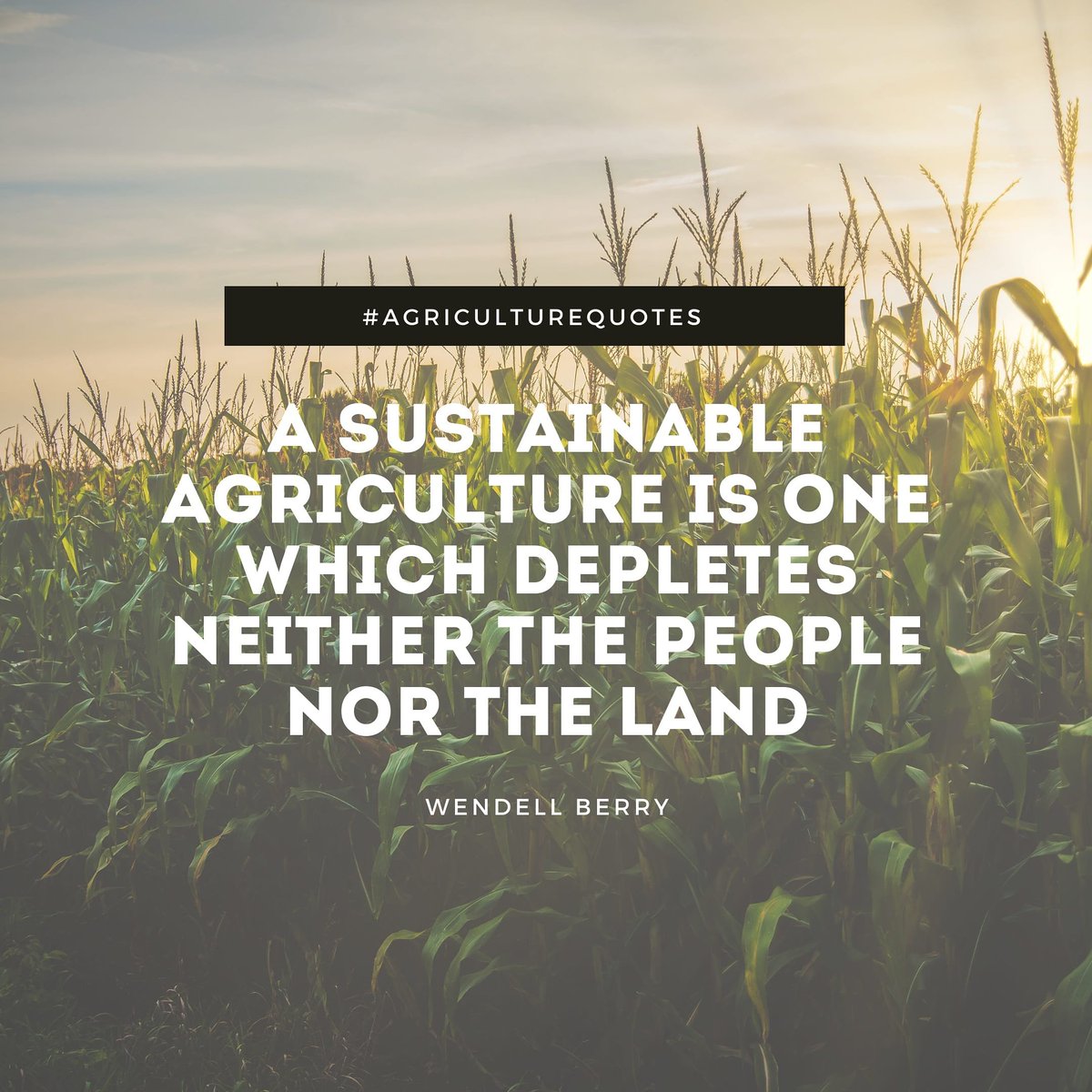 Agro Time tweet media