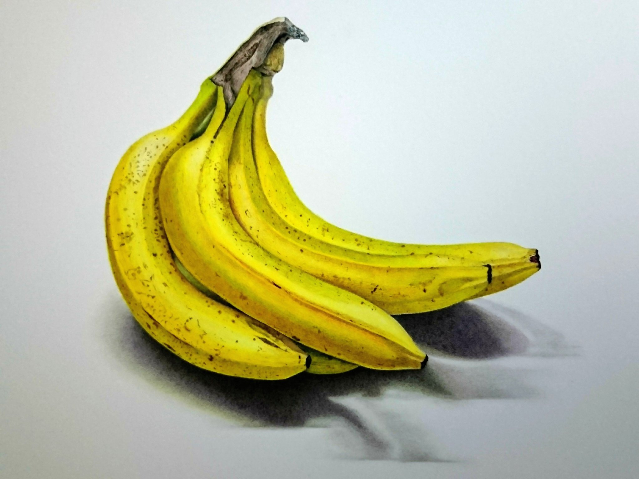 三賀 亮介 ミカ リョウスケ 色鉛筆画 色鉛筆 イラスト 写実絵画 具象画 バナナ 絵描きさんと繋がりたい アート 芸術同盟 アナログ アナログイラスト リアル 静物画 拡散 絵 Drawing 色鉛筆でバナナを描きました 今回は写実を重視してい