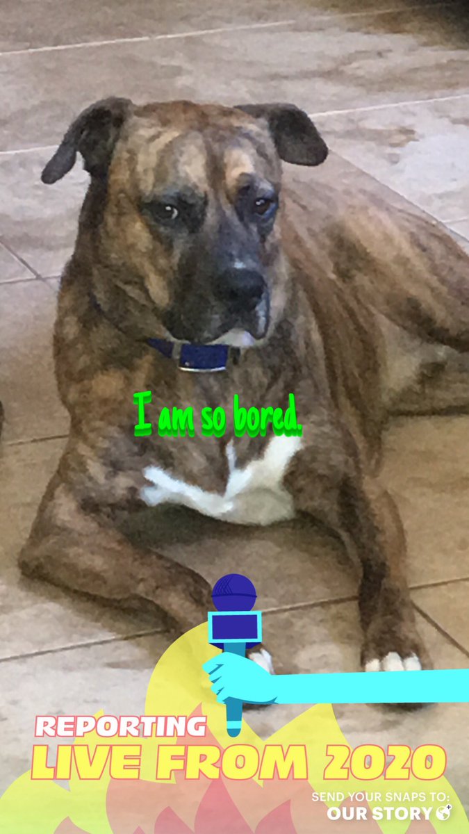 KellyDworaczyk's tweet image. #emmittthecomfortdog is missing his social connection with #khsmustangs @HumbleISD_KHS @khs_counselteam