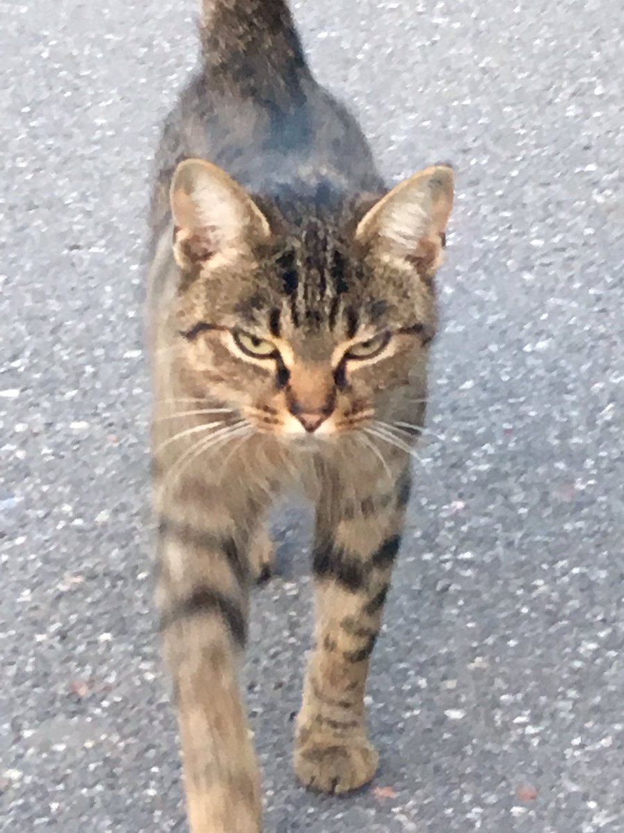 min yoongi as a random cat i met on the street a year ago; a thread