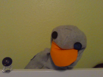 FleckDragon's tweet photo. Today's Featured Friend 💚 Charlotte and Bob the Duck: Bob's interesting hobbies include cuddles with his dog Toby and biting people's fingers. Stay back 6 feet. He always wears a bowtie and, when it's called for, a suit. Here he is with his fav ball. @EubanksDragons @Carrollisd https://t.co/HEj2E1mVaL