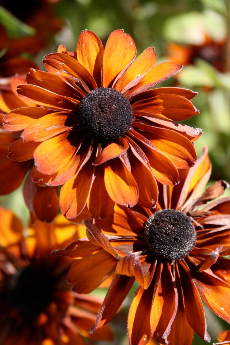 Registration deadline for Virtual Cohousing Series . April 15 12:00pm . Register here cohousingconnections.ca/virtual-cohous… conta.cc/3ewdVcK