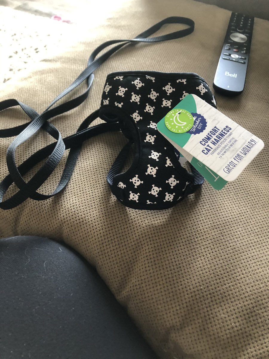 sclift1980's tweet photo. Well it happened. I hit the awkward phase of quarantine life where I bought a bad ass skull harness to walk Moose the cat. Can’t wait to see what happens tomorrow.
In other news... I’m still eating dip.
Tune in tomorrow for a day in the life of Sarah.
#inserthashtaghere https://t.co/L0GKK7Csv3