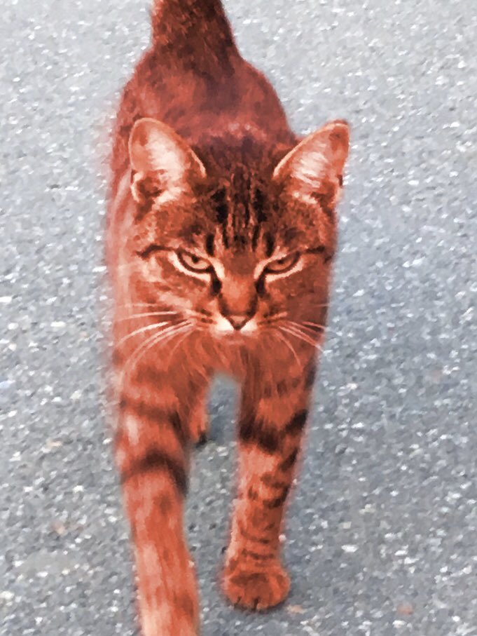 min yoongi as a random cat i met on the street a year ago; a thread