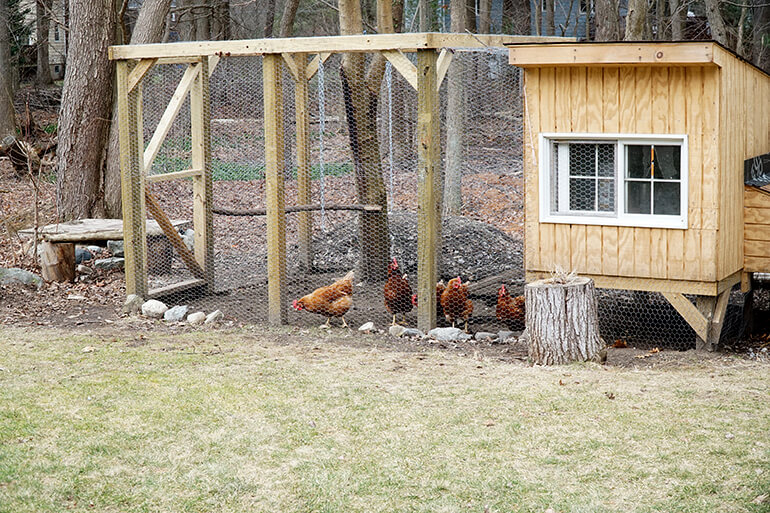 OUTDChannel's tweet photo. Gotta love, natural farm fresh eggs. Believe it or not, you don't have to live on a farm to enjoy such treasures since building and maintaining a backyard chicken coop is easy. Click https://t.co/Q8lzFtAFR5 for a DIY approach! #BackyardReady with @Exmarkmowers and @CrescentTools https://t.co/8zvkcqGA8M