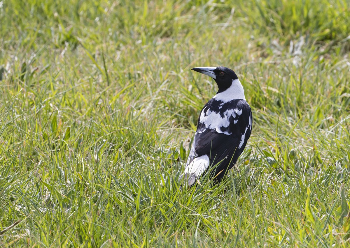  Australian Magpie (Cracticus tibicen).