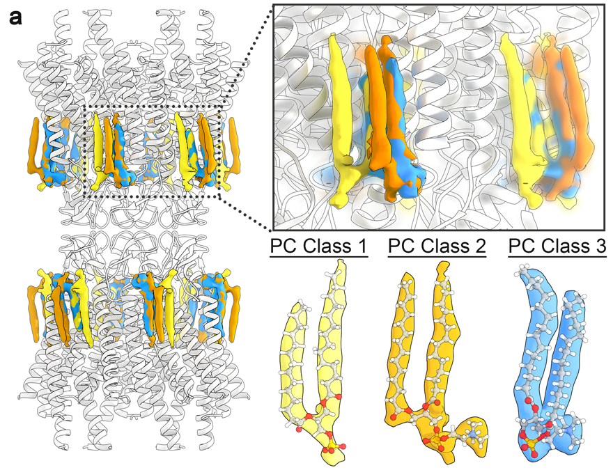 3D heterogeneity analysis of the CryoEM data identified multiple lipid configurations that co-exist within the dynamic lattice of stabilized lipids – and further detailed by MD