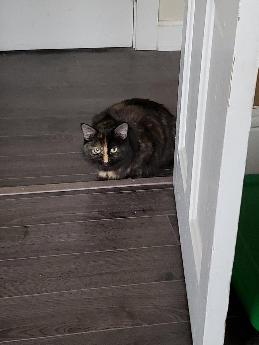 lis pointed out that my cat doesnt likelook like a real catso heres a compilation of pics of her looking like. not a cat.