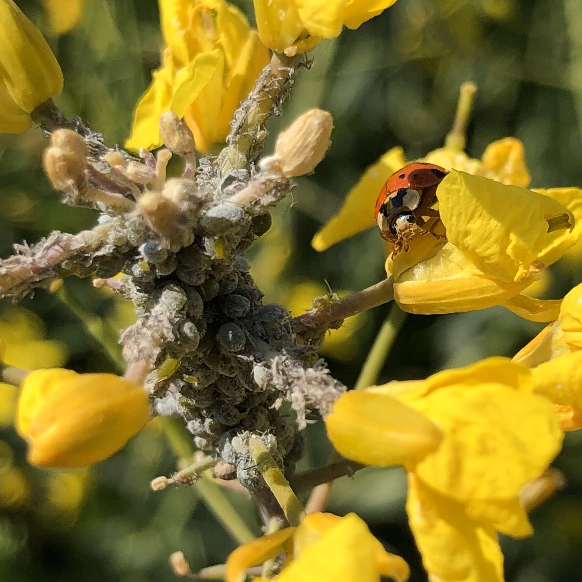 Quand la demoiselle des champs s’attaque à une colonie de pucerons cendrés ! Moi si j’étais eux, je me tiendrais à carreaux ! Merci à toi de protéger nos #colza ! <a href="/DEKALB_FR/">DEKALB-FieldView by Bayer France</a> <a href="/Bayer4Crops/">Bayer | Crop Science</a> <a href="/Bayer_FR/">Bayer France</a> <a href="/thibaultricour/">Thibault RICOUR</a> <a href="/BerardierK/">Berardier Kevin</a> <a href="/Marie_Lebrg/">Marie Lebourg</a> <a href="/BassMarion/">Marion BASS</a> #biodiversitechallenge