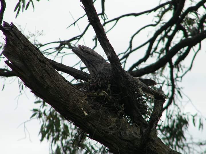  Tawny Frogmouth (Podargus strigoides). We challenge all you bird-nerds (Dr. Who fans, or not) to  #SpeakBird this week. Record, tag, and share your best bird calls!  #HellOfABird