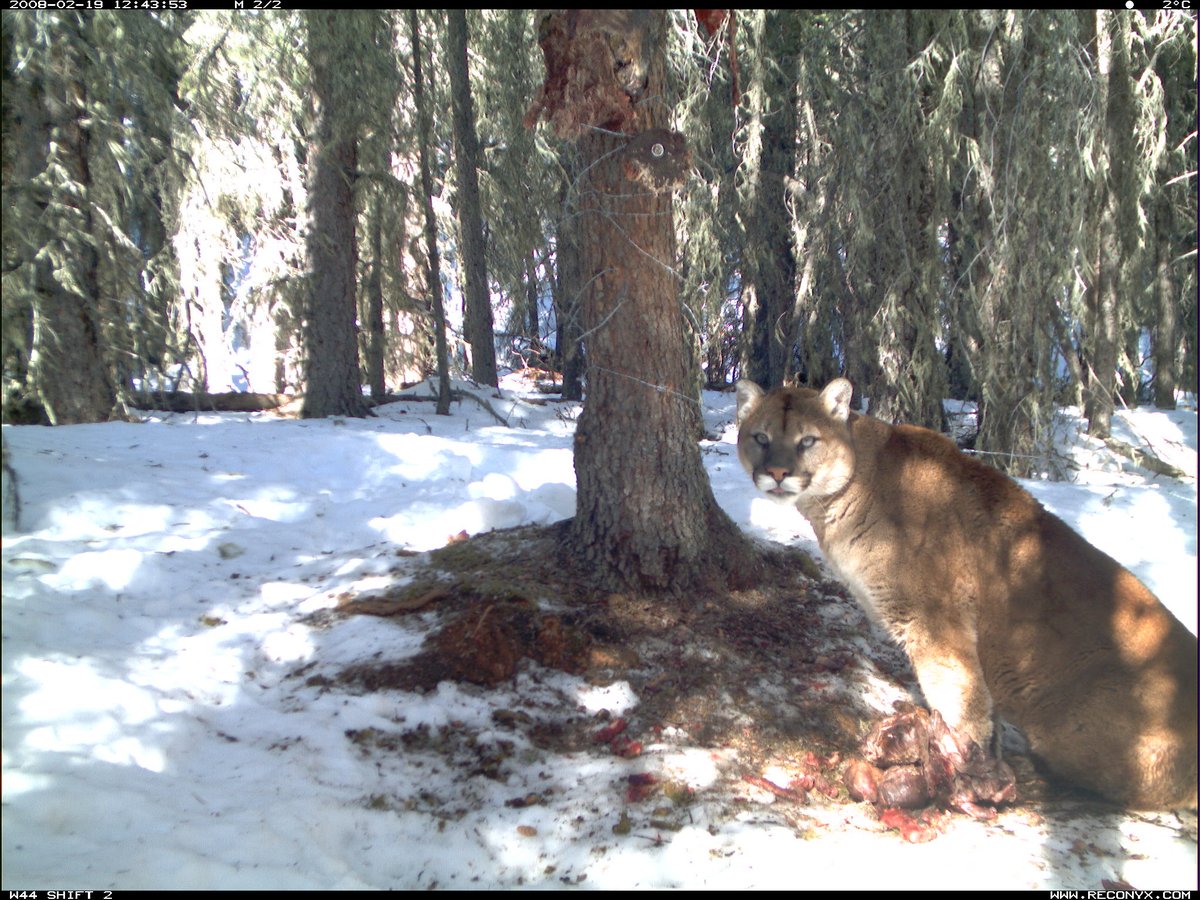 It's not #caturday but we think this kitty counts as a #catsoftwitter #catsofquarantine. In the mean time, we pore over #cameratrap photos, dreaming of getting back out and doing field work