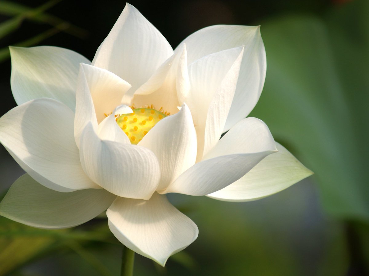 Ren as lotus (蓮 hasu)“Purity”