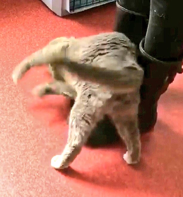 kittybungalow's tweet photo. Are you a #hugger? A #cuddler? A #snuggler? Ah, then Rambo is YOUR PURRfect #QuarantineCutie. To learn all about this canoodler, email adoptions@kittybungalow.org #cuddlebuddy #fromhisstohome https://t.co/AbJkqrl8J5