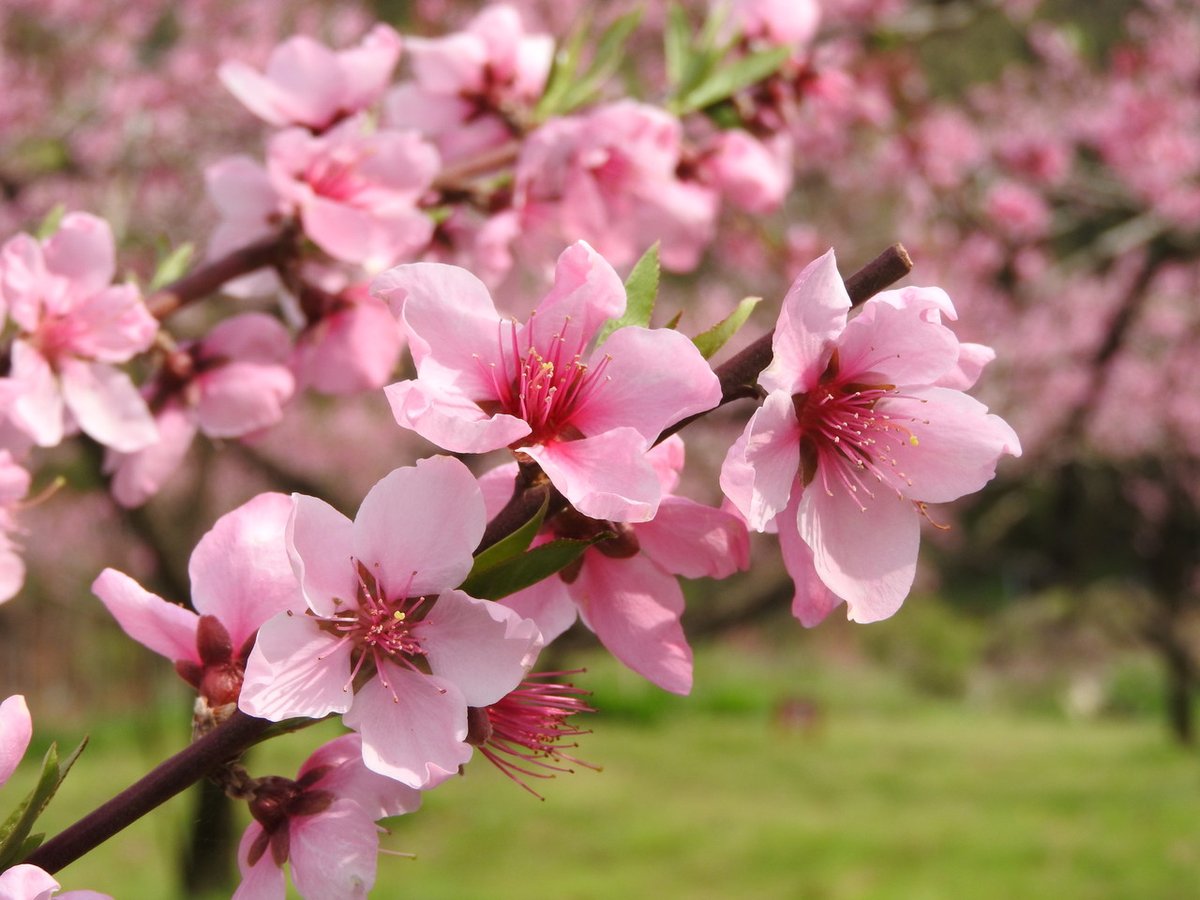 Takumi as peach blossom (桃 momo)“Unequaled qualities”