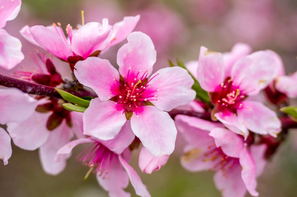 Takumi as peach blossom (桃 momo)“Unequaled qualities”