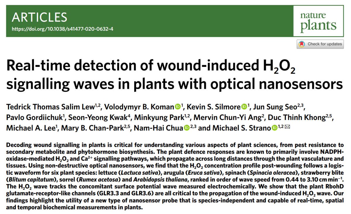 Excited to share our latest work on using <a href="/nanocarbons/">Nanocarbons</a> sensor to study wound-induced H2O2 signaling wave across plant species, out today in <a href="/NaturePlants/">Nature Plants</a>  ! 🌿🌱🧪 

Article: nature.com/articles/s4147…