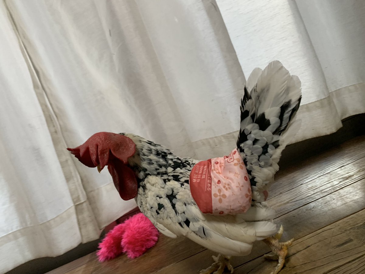 小豆のホットアイマスクを運ぶニコ

どこに運ぶの？🥺