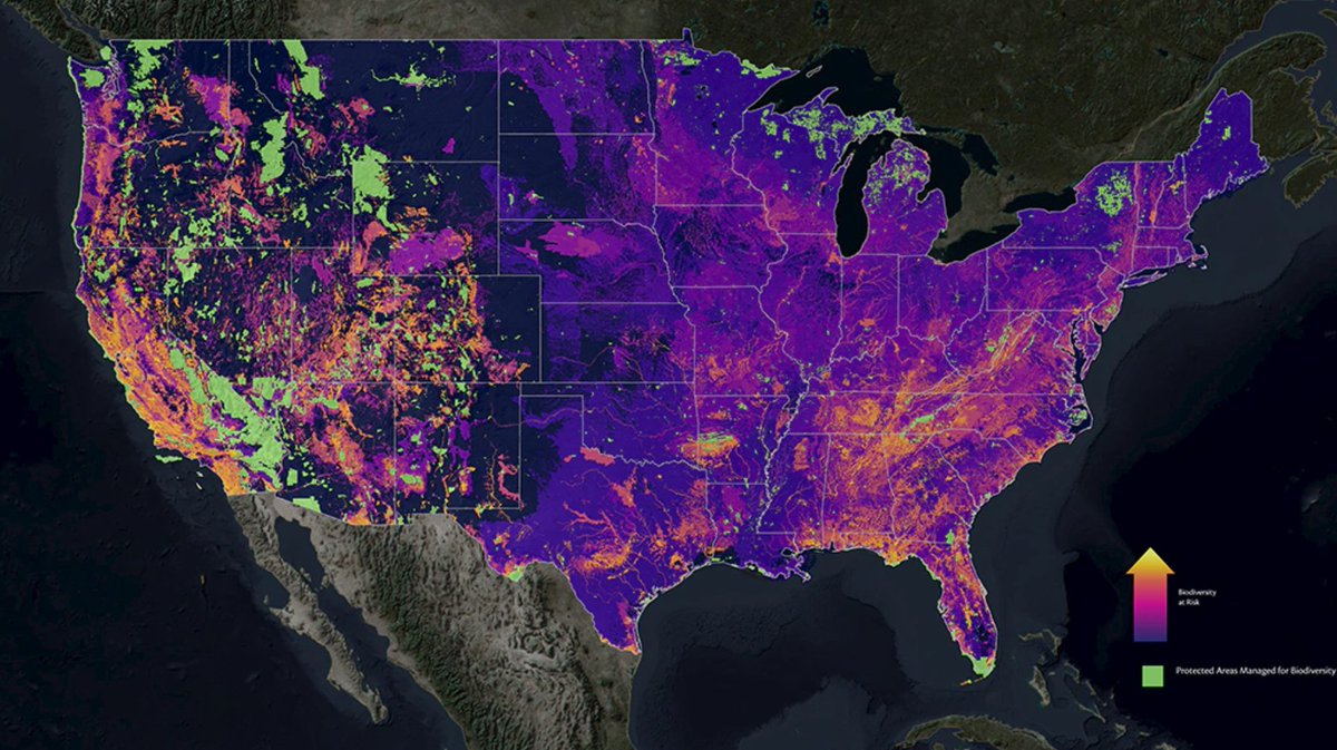 lei_bonnie's tweet image. A great example of what we want to support as we build #PlanetaryComputer -@natureserve&apos;s Map of Biodiversity Importance modeling suitable habitat for 2200+ at risk species in the US for more effective conservation decisions natureserve.org/conservation-t… #AIforEarth @LivingAtlas