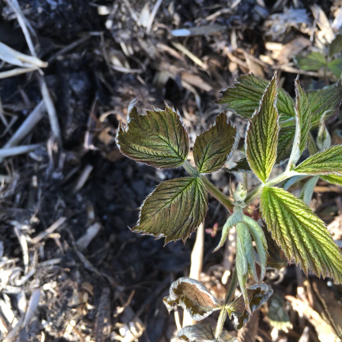 Plot44b's tweet photo. A fair bit of frost damage from the last couple of nights but hopefully nothing too critical https://t.co/CTg3IbFudi