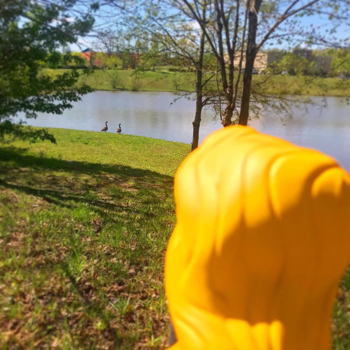 monhorn's tweet photo. When I went on my lunch walk today, around the block, I took my Rapunzel Funkopop with me for pictures. She got to explore flowers, geese(the ducklings swam away) and took a nap in a tree. #funkopop #rapunzel #rapunzelstangledadventure #tangledtheseries #disneystangled https://t.co/oDGJpcMQml