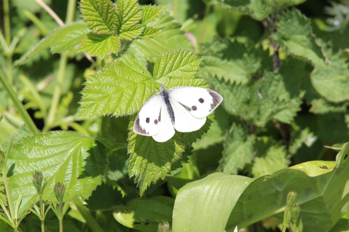 Day twenty threeCollared DoveLarge White Butterfly  #GardenWildlife  #LockdownWildlife  #WildlifePhotography