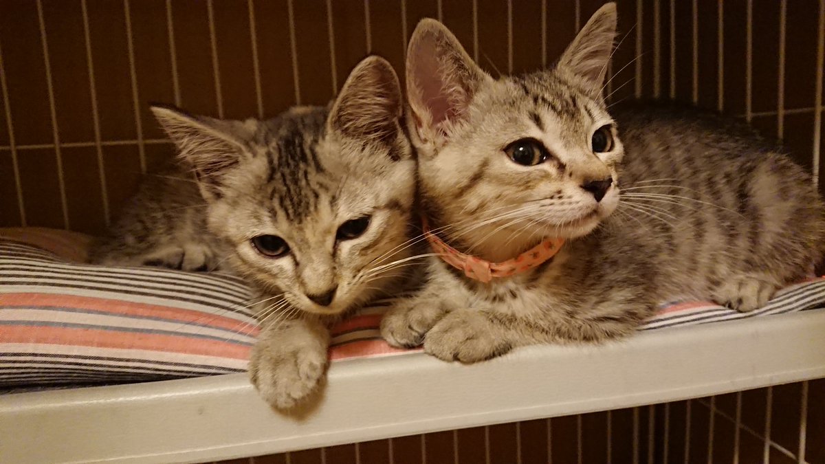 ウチの猫 こんなに成長しました これがこうやで タグまとめ Togetter