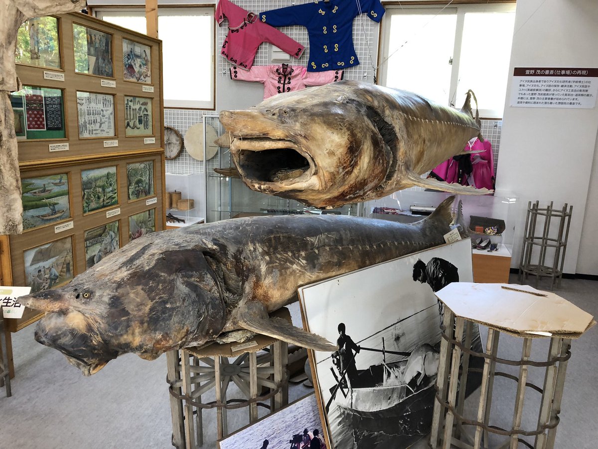 鰉魚