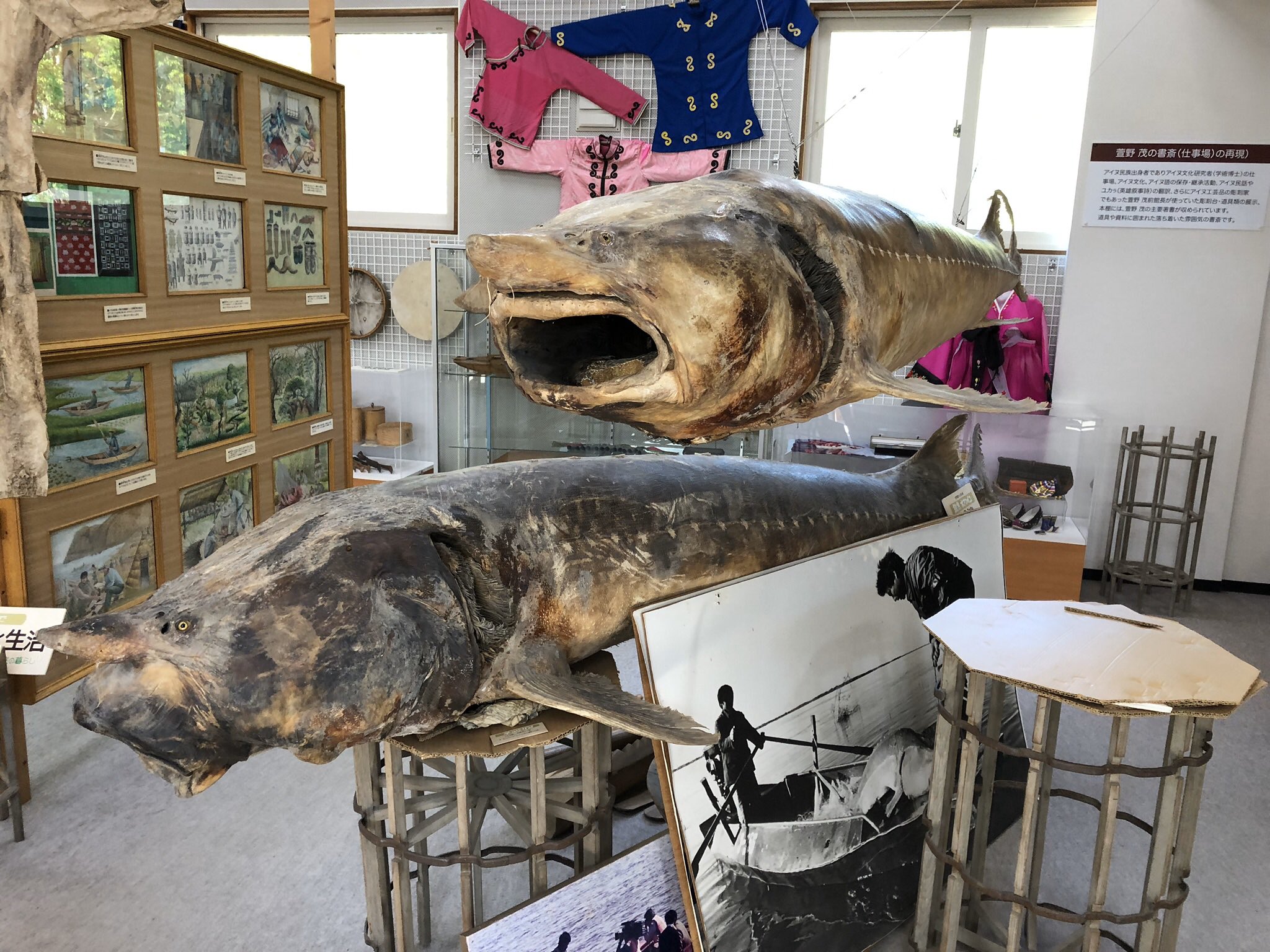 Aurora En Twitter 平取にある萱野茂二風谷アイヌ資料館に巨大なチョウザメの剥製が展示されてたけど本当めっちゃデカかった 下のオモロイ顔してるのはチョウザメの仲間で中国に生息する世界最大 の淡水魚 鰉魚 エンペラーフィッシュ コレ実物に触れるんだけどまさに