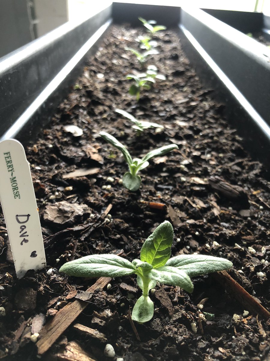 Sunflower update: after thinning the weaklings and a few transplant-related casualties, I have 73 seedlings! I’ve transplanted 41 of them into pots and window boxes. 