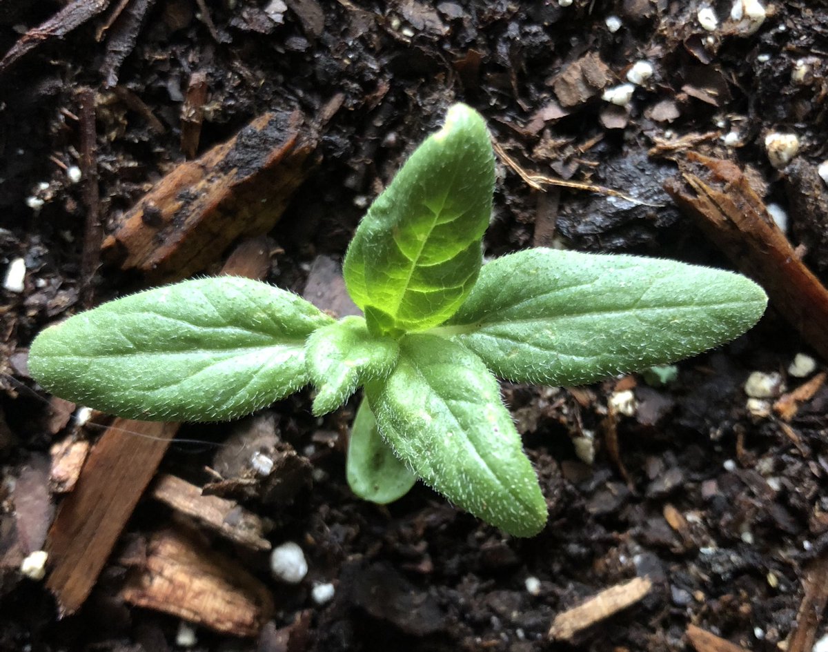 Sunflower update: after thinning the weaklings and a few transplant-related casualties, I have 73 seedlings! I’ve transplanted 41 of them into pots and window boxes. 