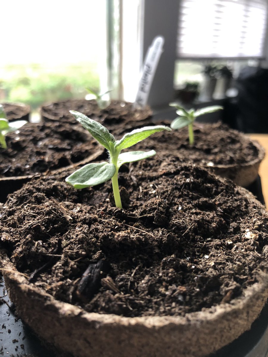 Sunflower update: after thinning the weaklings and a few transplant-related casualties, I have 73 seedlings! I’ve transplanted 41 of them into pots and window boxes. 
