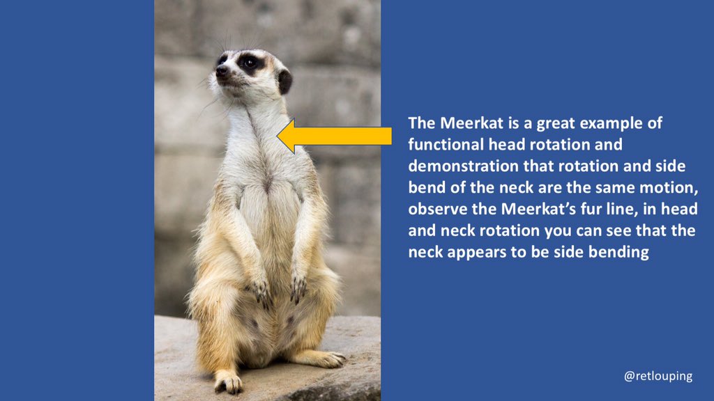 Through the uncovertebral joint (as discussed in previous episode) so the uncoverterbal joint is a developmental joint due to functional head and neck rotation. These joins are seen in humans, Kangaroos, Meerkats and Rats