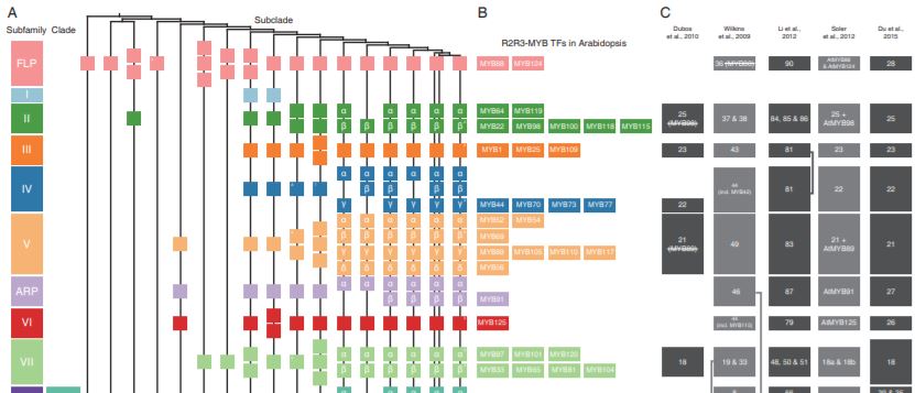 PlantPhys's tweet image. Insights into the Diversification and Evolution of R2R3-MYB Transcription Factors in Plants #Transcription #MolecularEvolution #PlantBiology doi.org/10.1104/pp.19.…