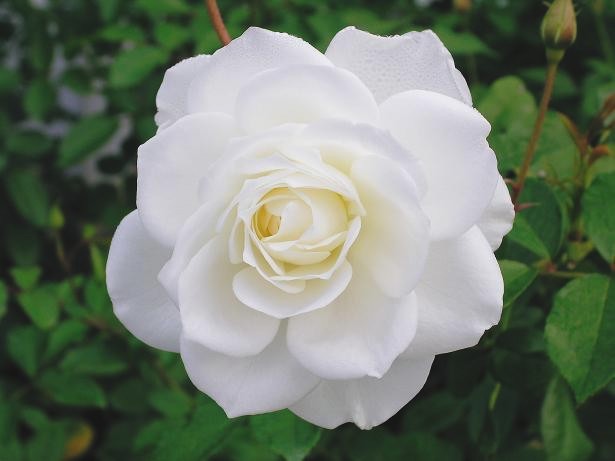 Ruki as white rose (白薔薇 shirobara)“Promise”
