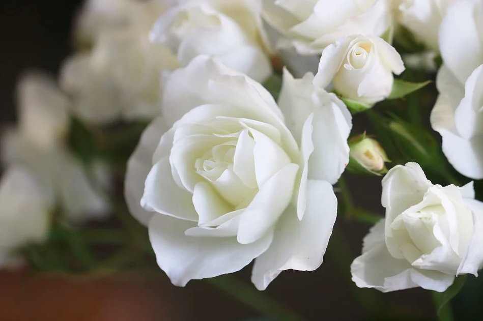 Ruki as white rose (白薔薇 shirobara)“Promise”