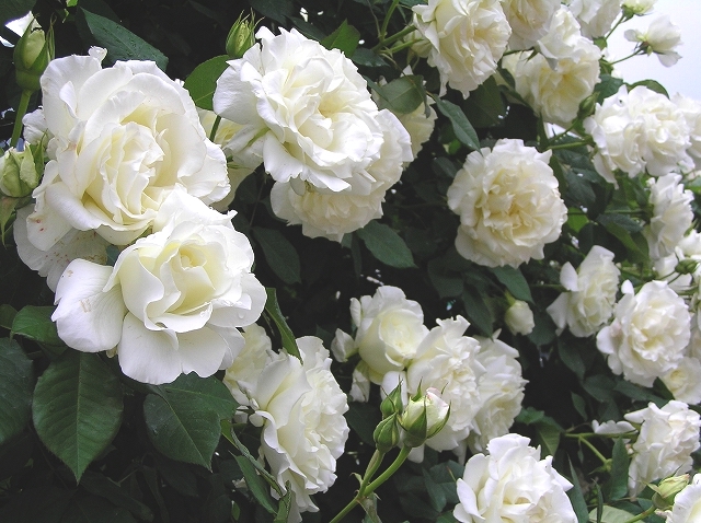 Ruki as white rose (白薔薇 shirobara)“Promise”